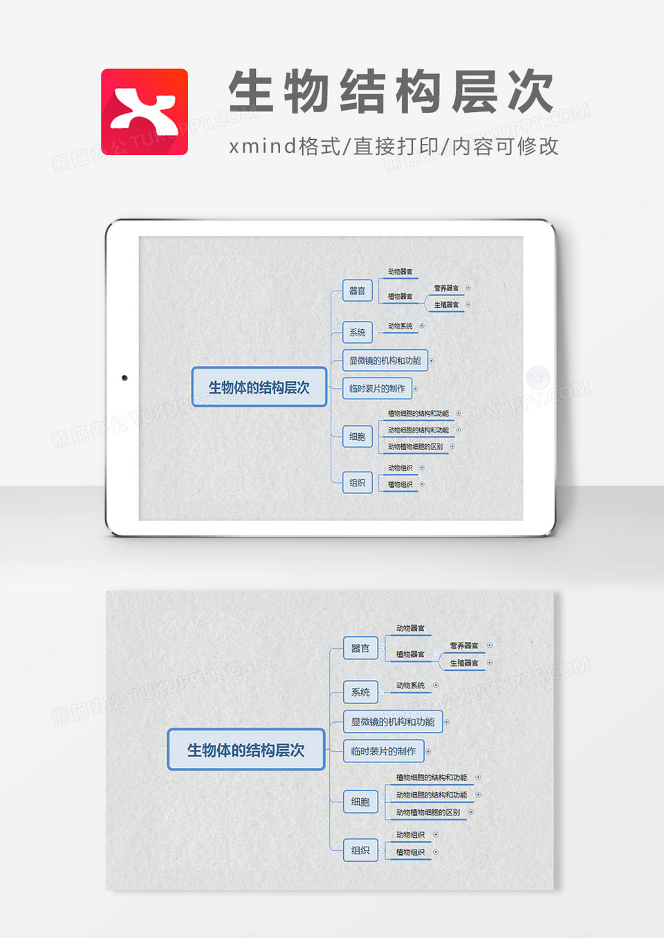 思维导图简洁生物结构层次XMind模板
