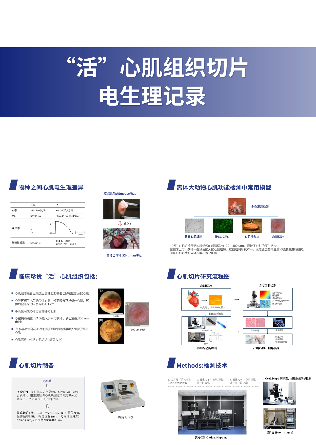 简单静态简约主题教育心肌组织切片