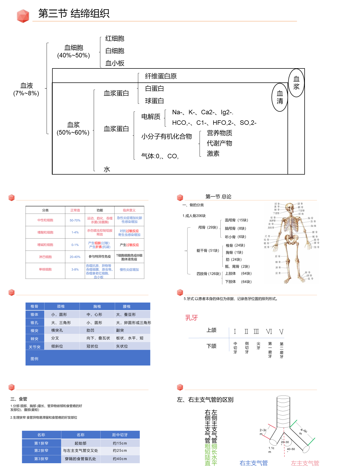 简单静态简约主题教育医护结缔组织