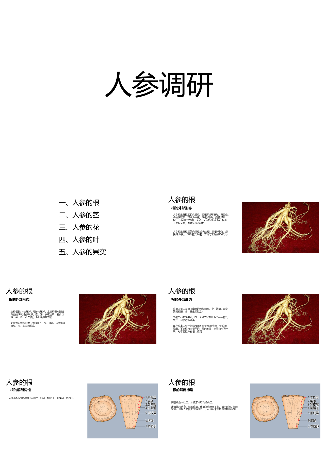 简单静态简约教育课件人参调研