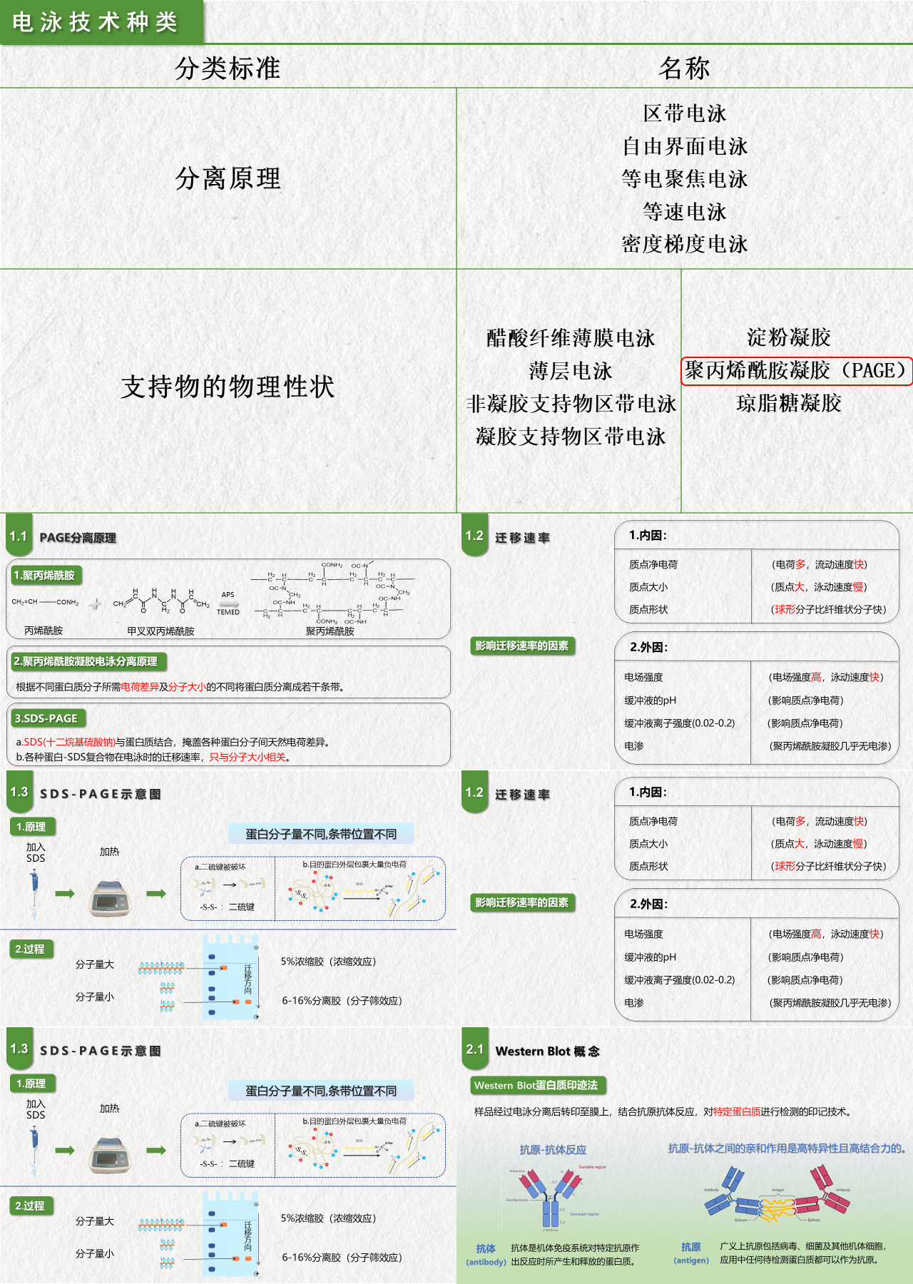 简单静态简约企业培训电泳技术种类