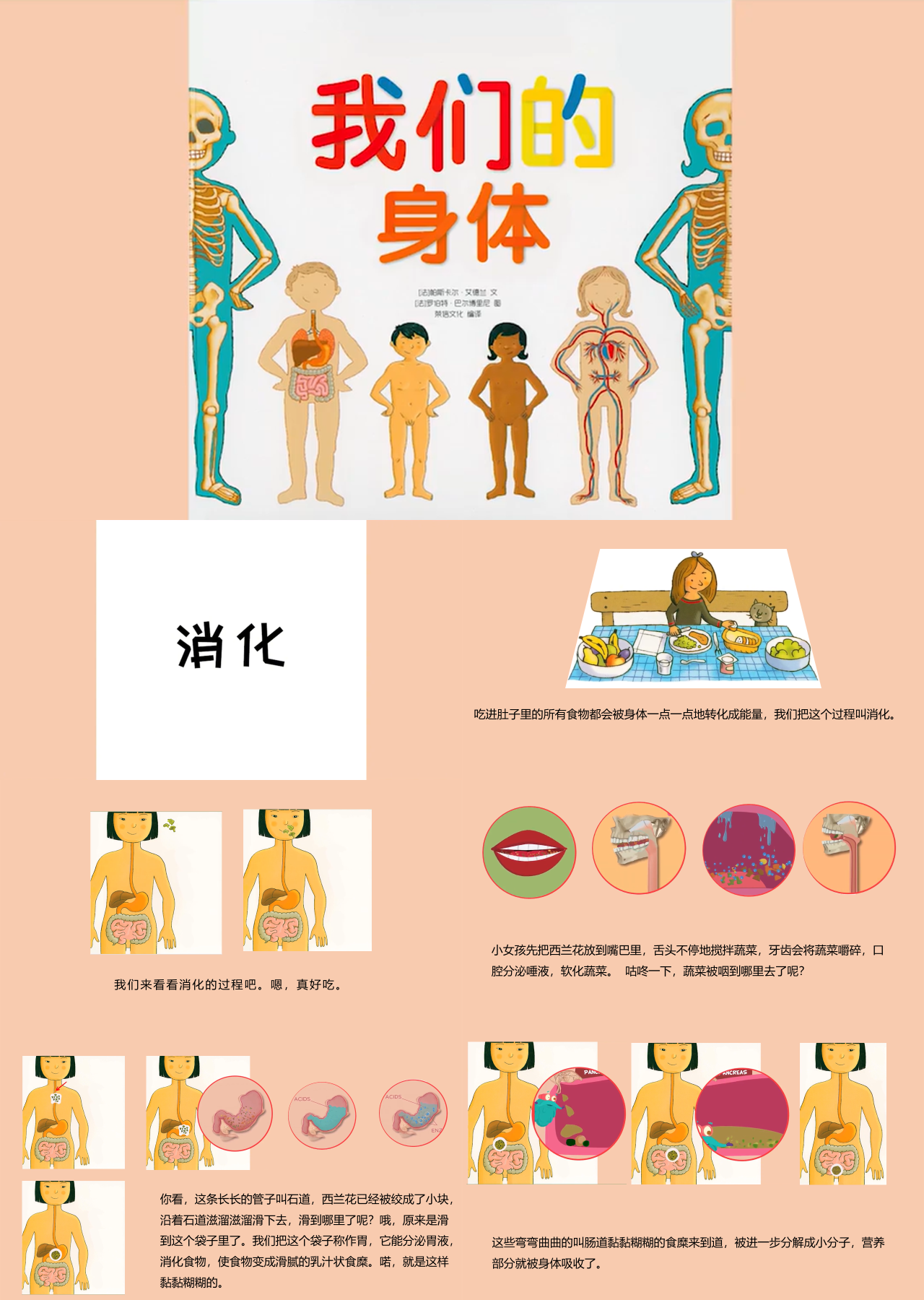 简单静态简约主题教育消化系统