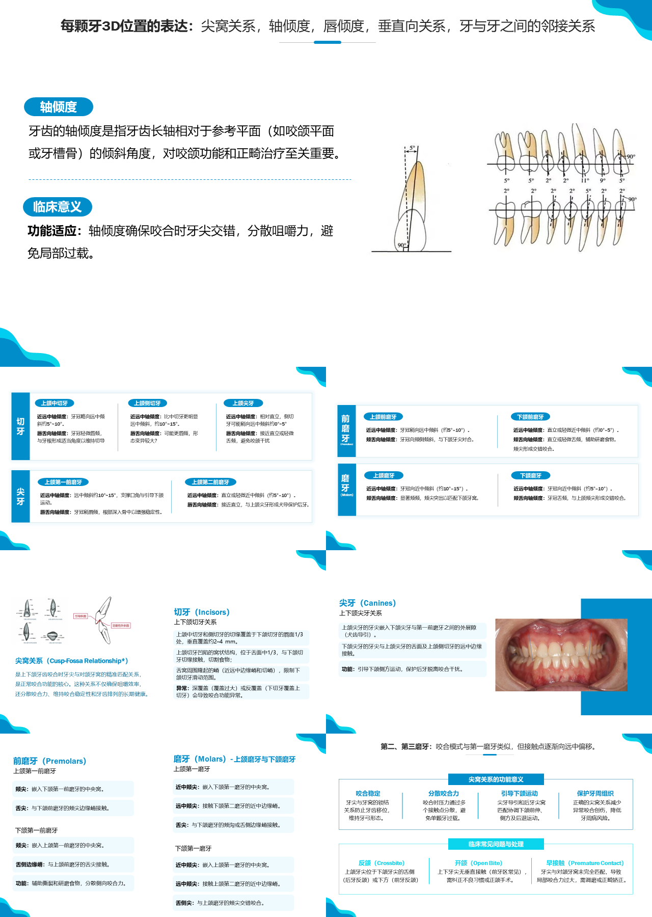标准静态蓝色主题教育牙齿3D位置
