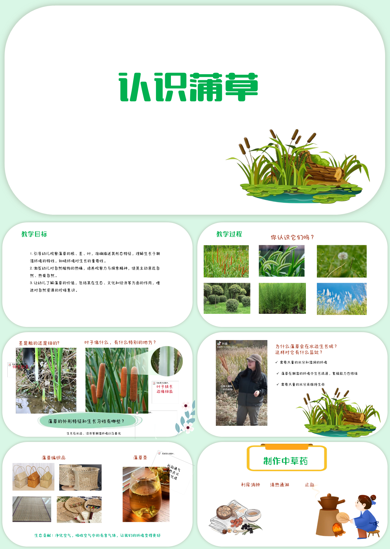 标准静态绿色主题教育认识蒲草